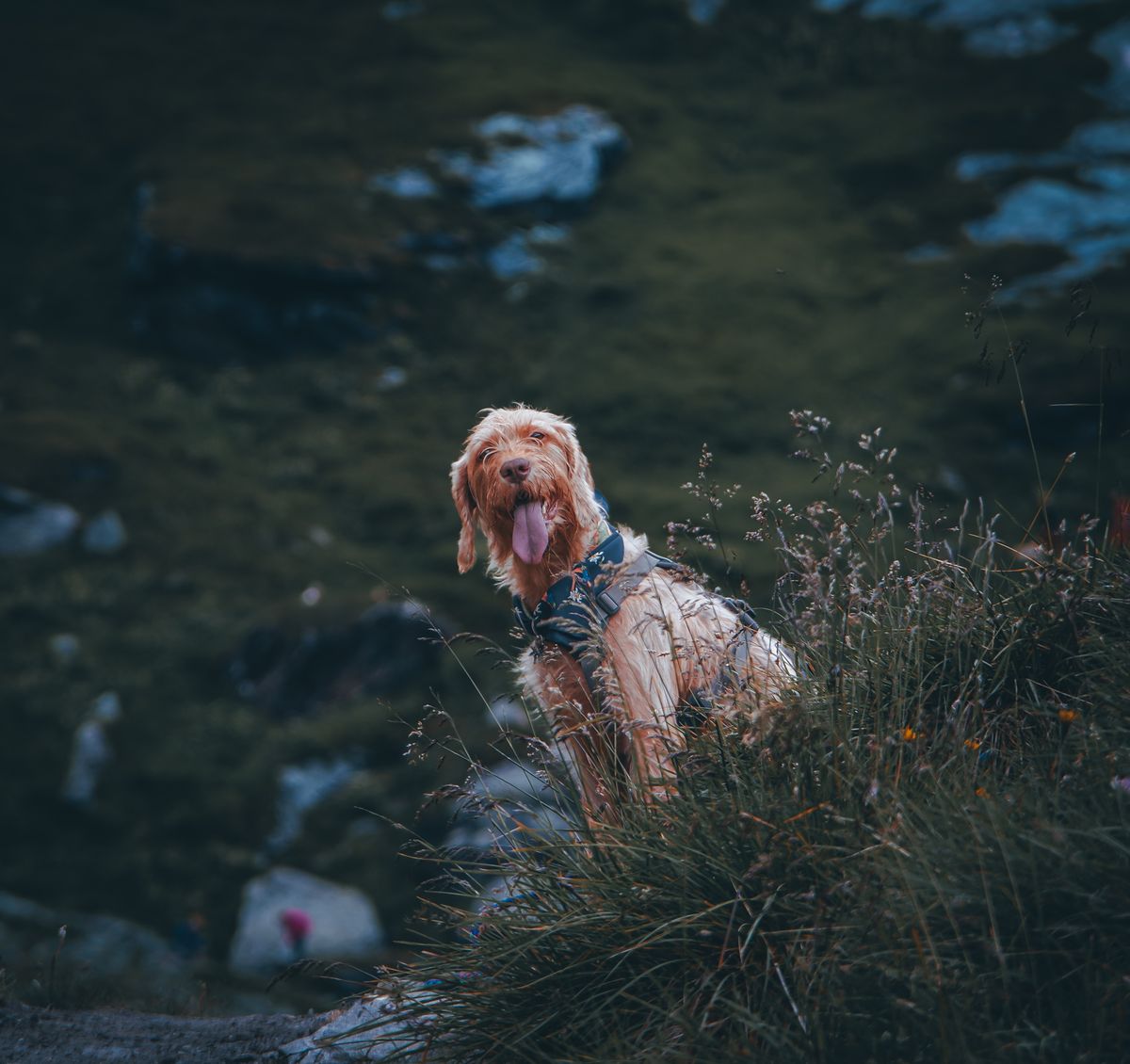 Pisi Pisi Otu Köpeğin Burnuna veya Kulağına Kaçarsa Ne Yapmalı? (2026)