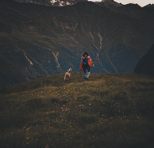 Foto d'estoc gratuïta de animal, caminant, caní