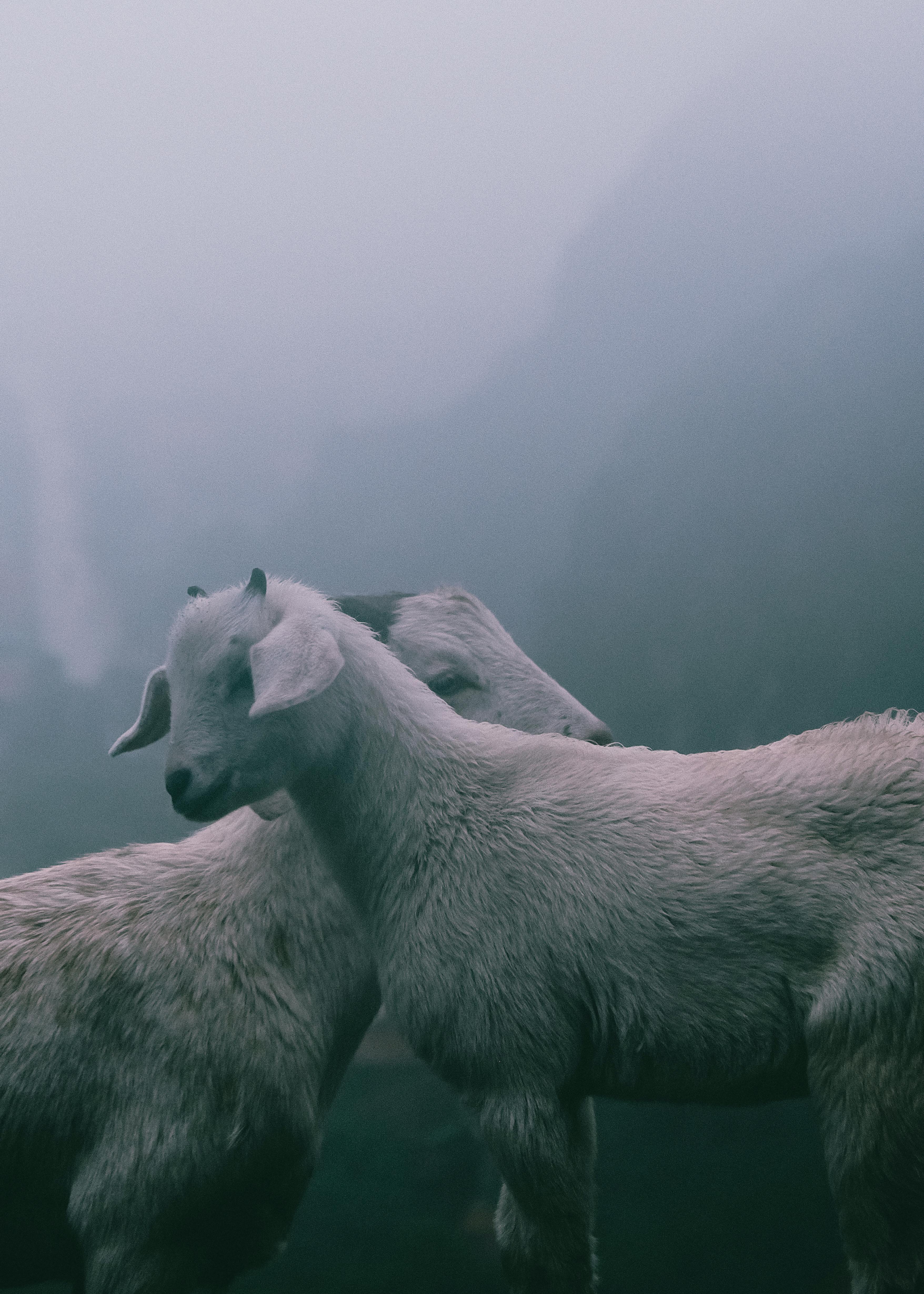 Two white goats graze peacefully in a misty mountain pasture, creating a serene pastoral scene.