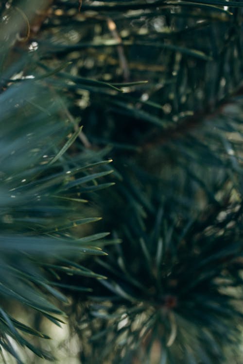 Needles on a Tree