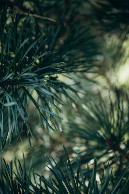 Needles on a Tree