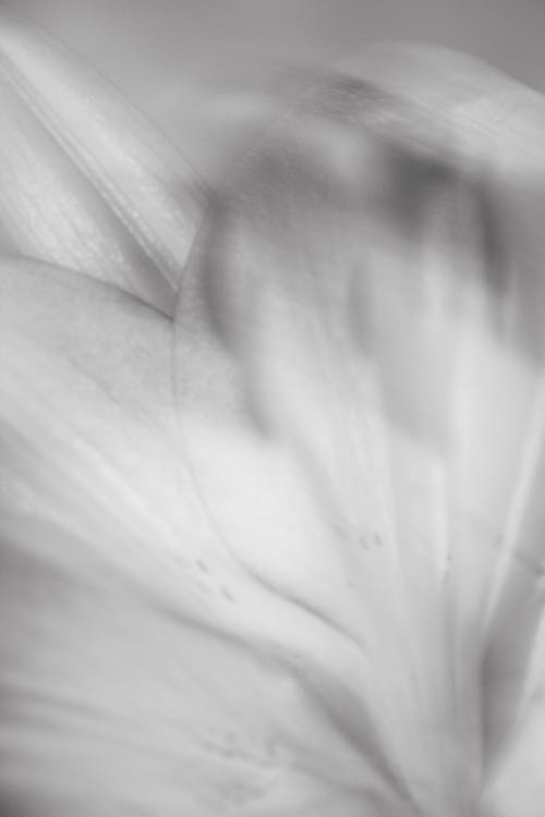 Petals in Blur