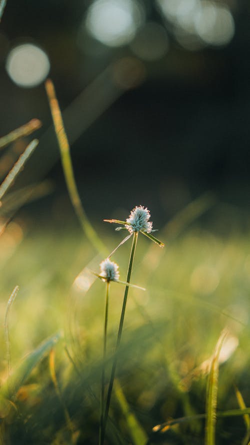 Flowers on Meadow