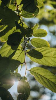 Close-up of sunlit green leaves in Abuja, capturing nature's beauty and vibrant sunlight.