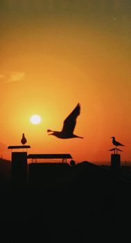 Silhouetted seagulls flying and perched with a bright orange sunset backdrop.