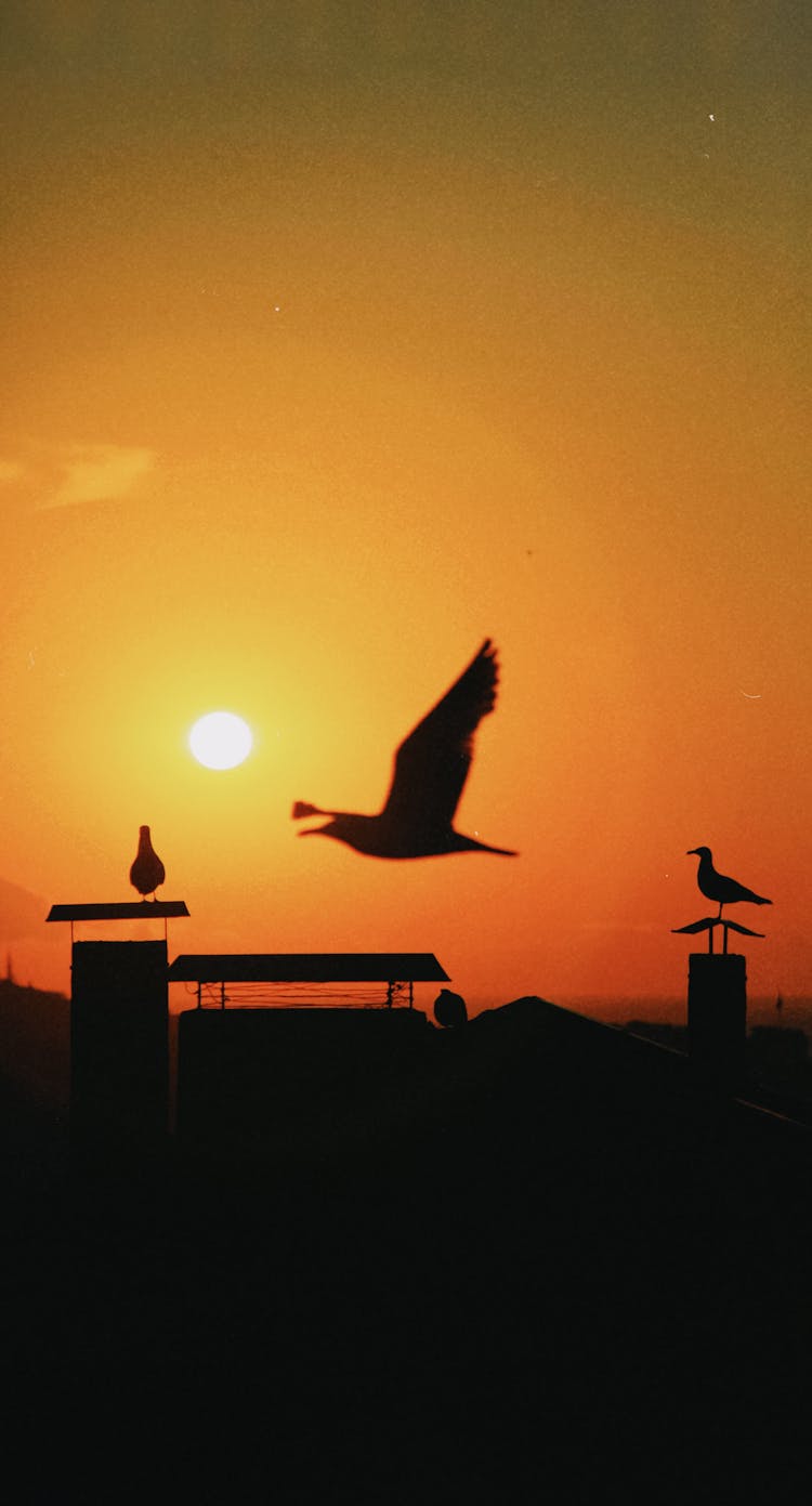 Silhouette Of Birds And Building Roof At Sunset