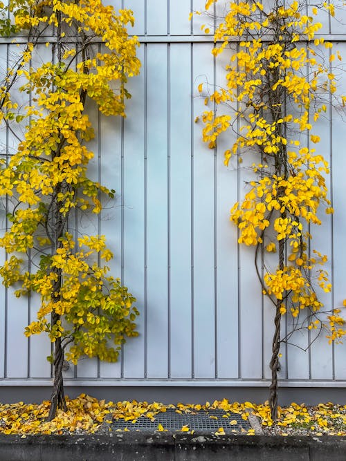 フェンス, 垂直ショット, 植物の無料の写真素材