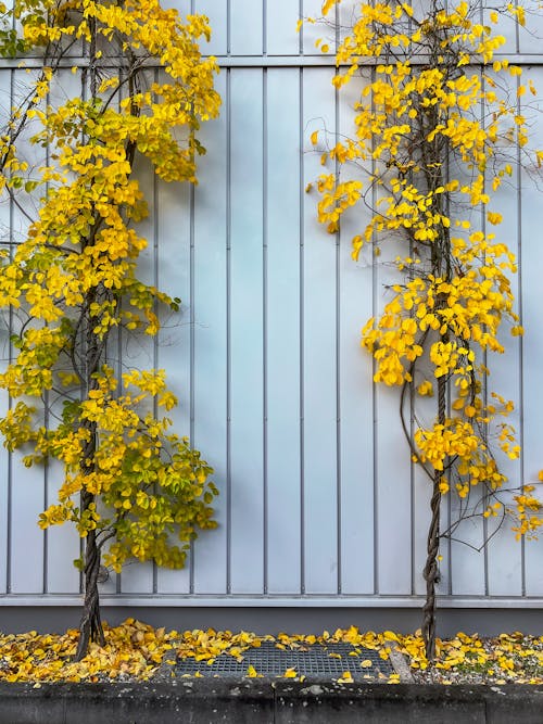 Foto profissional grátis de amarelo, cerca, declínio