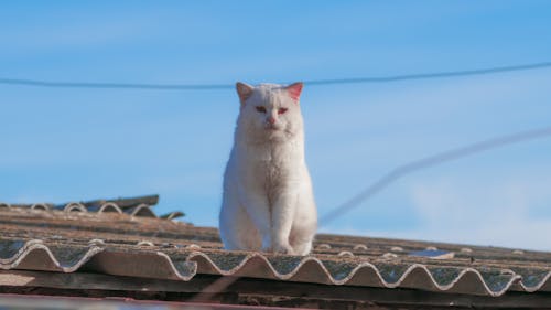 Imagine de stoc gratuită din acoperiș, animal de casă, fotografie cu animale sălbatice