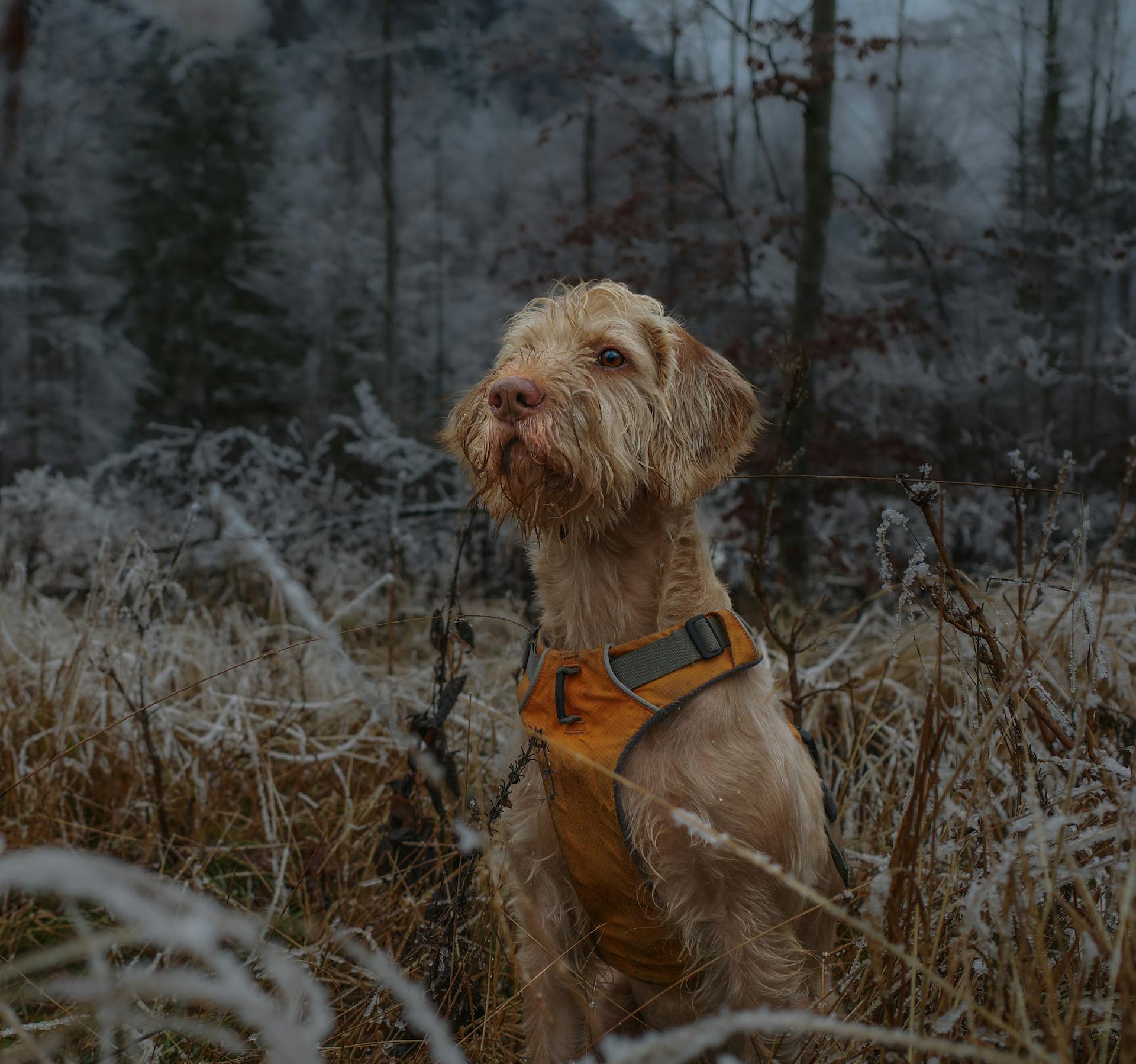 Un chien à poil dans un harnais au milieu d'une haute herbe glacée près de la forêt