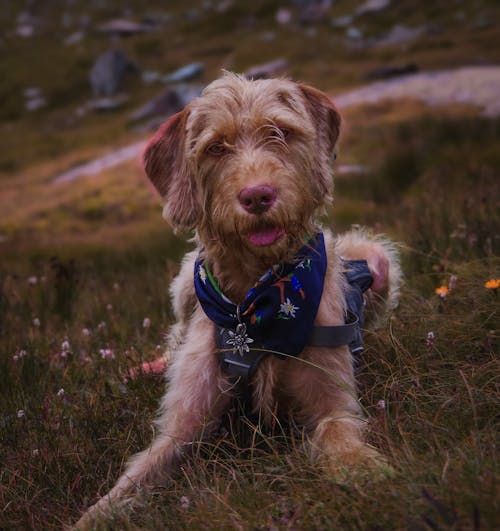 Portrait of Dog on a Meadow 