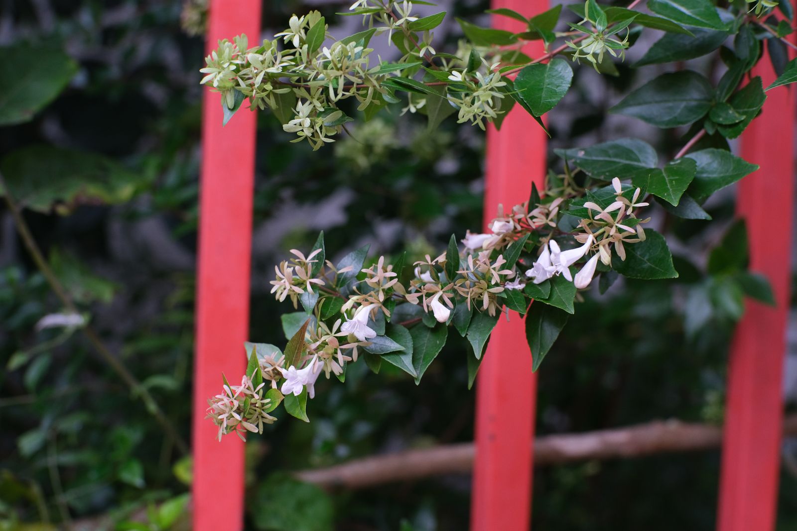 Blossoming abelia branches in front of red wooden fence posts