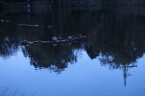 Darmowe zdjęcie z galerii z ciemny, jezioro, kaczki