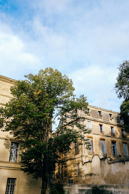 Buildings behind Tree in Town