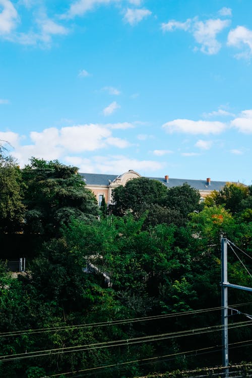 Power Lines, Trees and Building behind