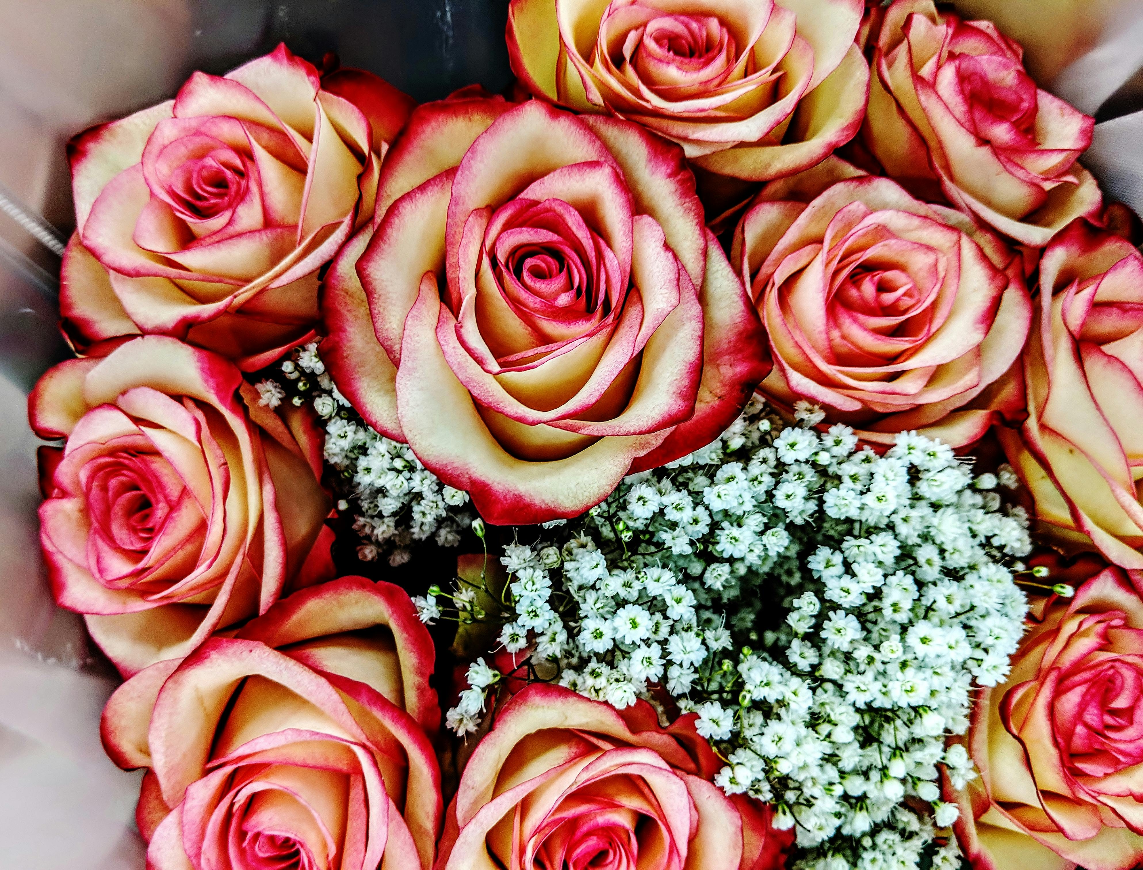 Free Stock Photo Of Fire And Ice Roses Pink Roses Red Roses Stock Images Page Everypixel Free Stock Photo Of Fire And Ice Roses Pink Roses Red Roses Stock Images Page Everypixel