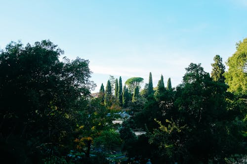 Green Trees in Park