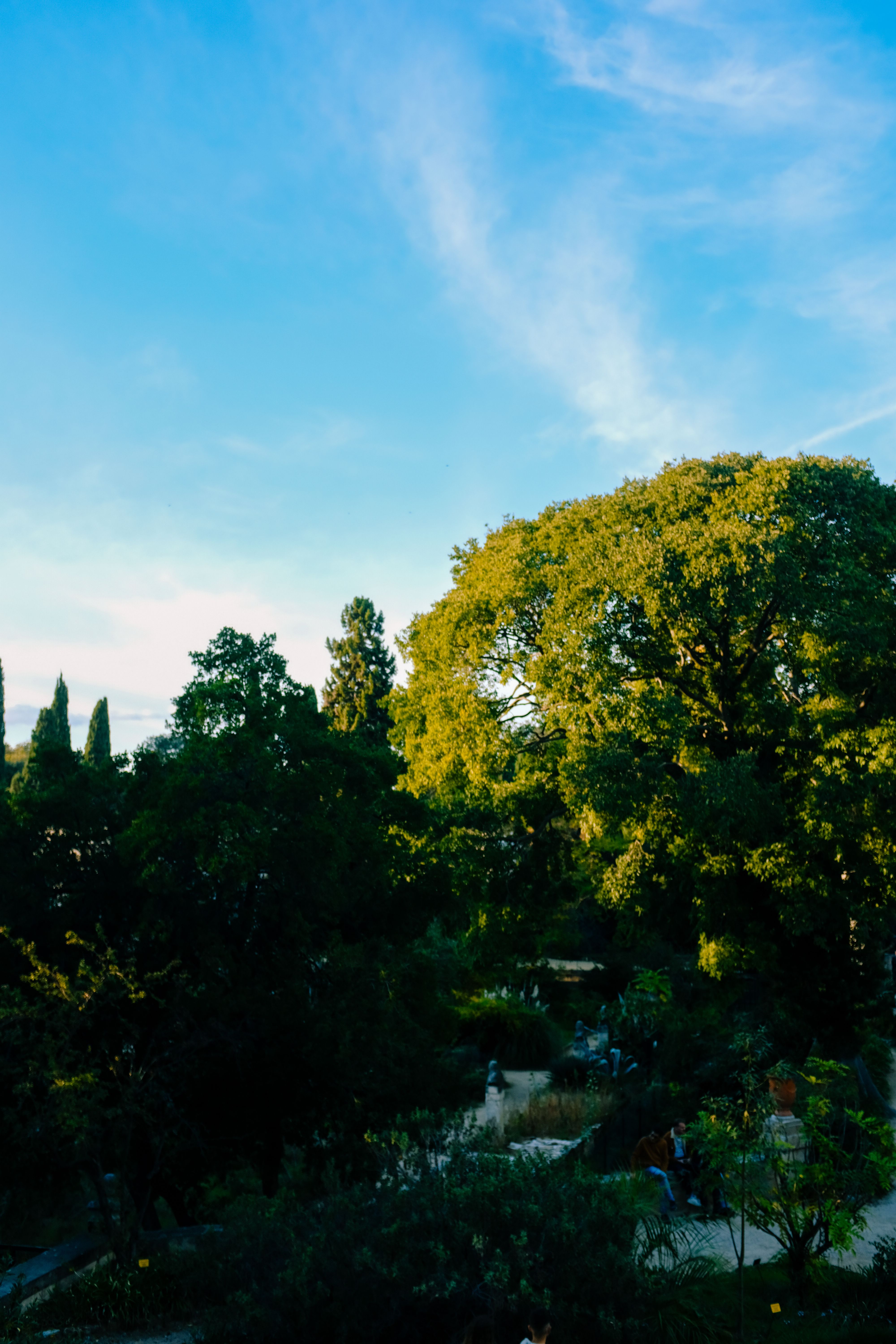 Green Trees in Park · Free Stock Photo