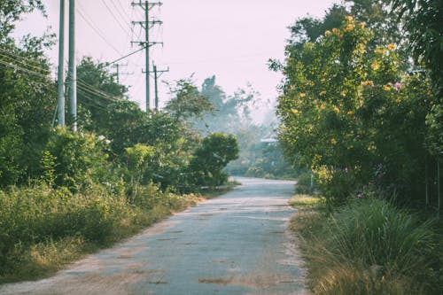 View of an Empty Road between Green Trees 