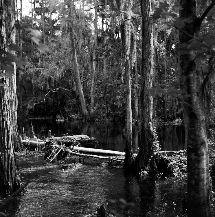 Foto profissional grátis de árvores, cenário, floresta