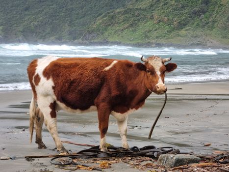 Cow on Beach