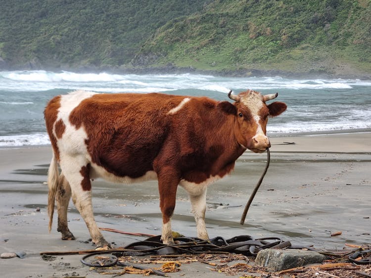 Cow On Beach