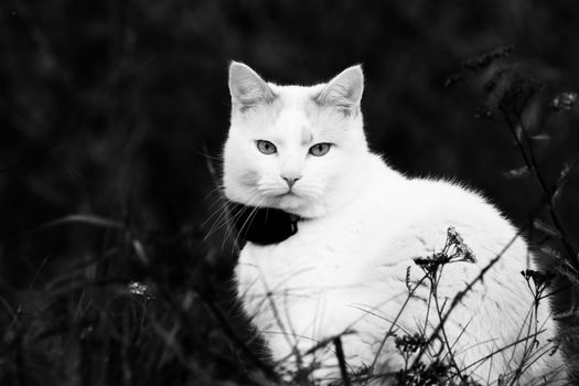 Elegant black and white portrait of a white cat in Jönköping, Sweden's outdoors.