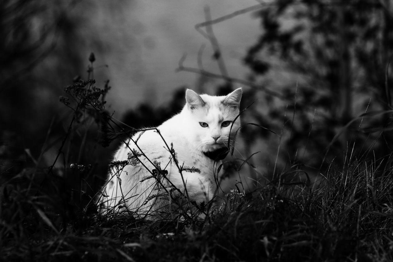 beautiful monochrome portrait of a cat in a natural outdoor setting ca