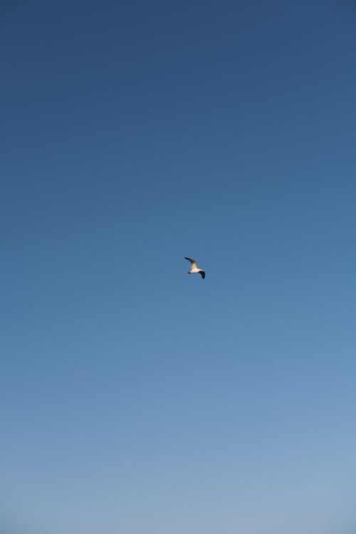 Seagull Flying on Clear, Blue Sky