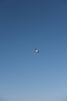 A lone seagull gracefully flies against a vast, clear blue sky, showcasing the beauty of nature.