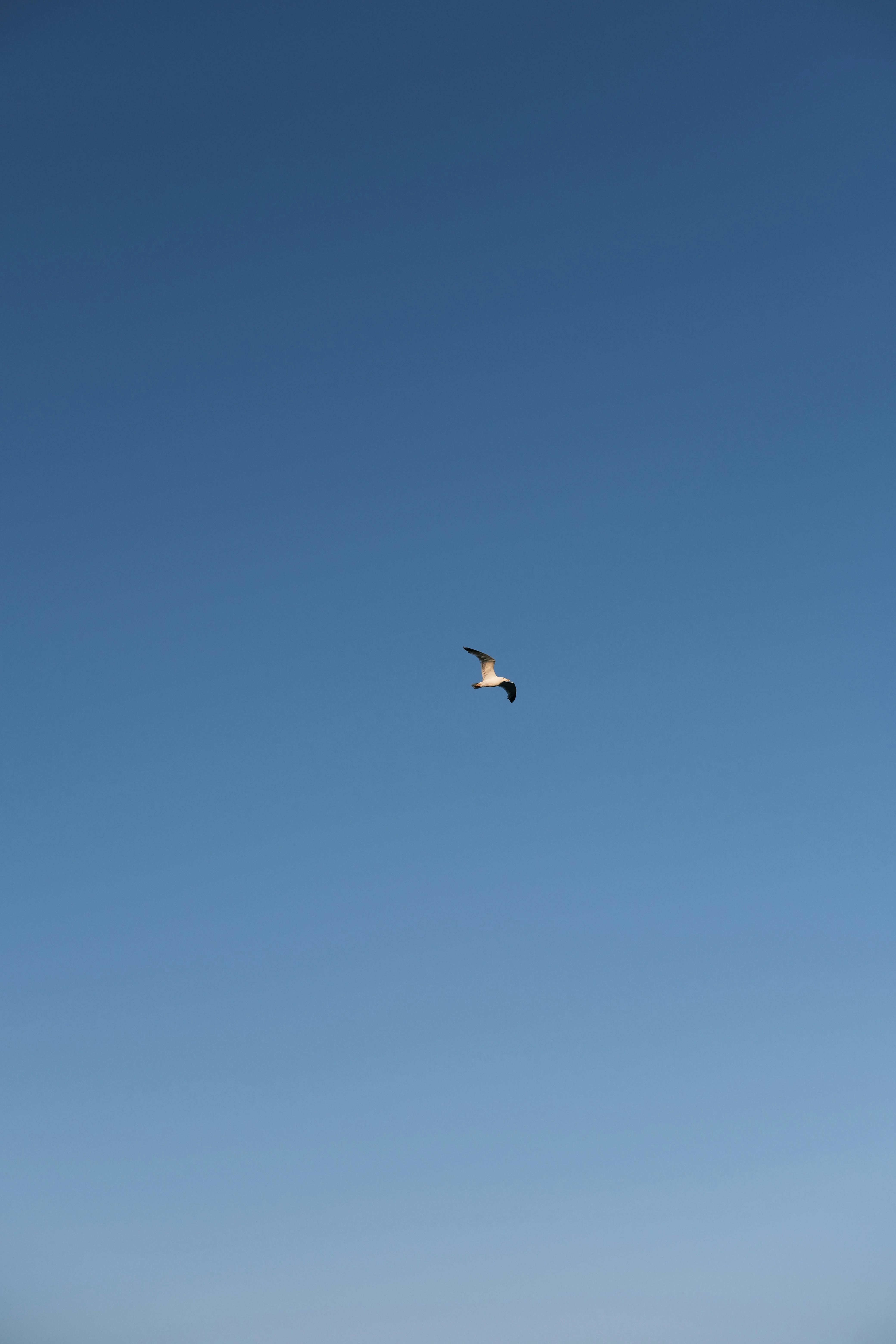 Gratis Immagine gratuita di aggraziato, alato, ambiente Foto a disposizione