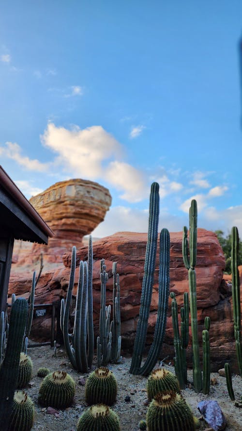 Radiator Springs Racers