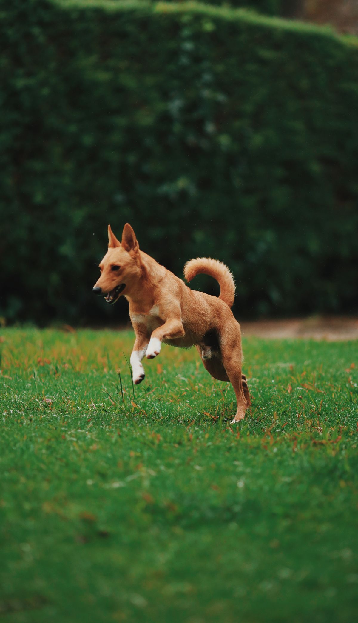 Tan mixed breed dog running freely on grass