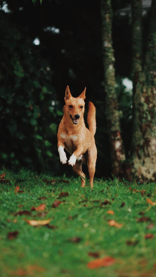 Brown Dog Running Near Tree