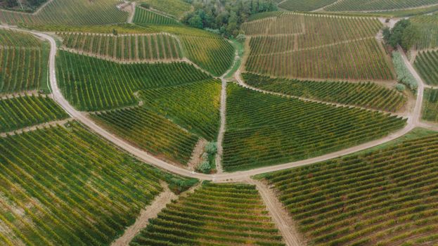 Explore the lush green vineyards of Serralunga d'Alba, Piemonte, captured from above.