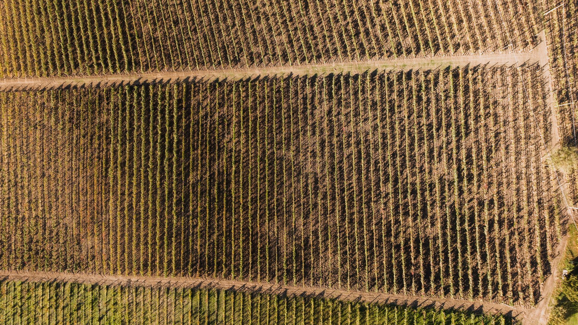 Explore the vineyards of Alba, Piemonte, Italy, captured in an aerial view showcasing cultivated rows.