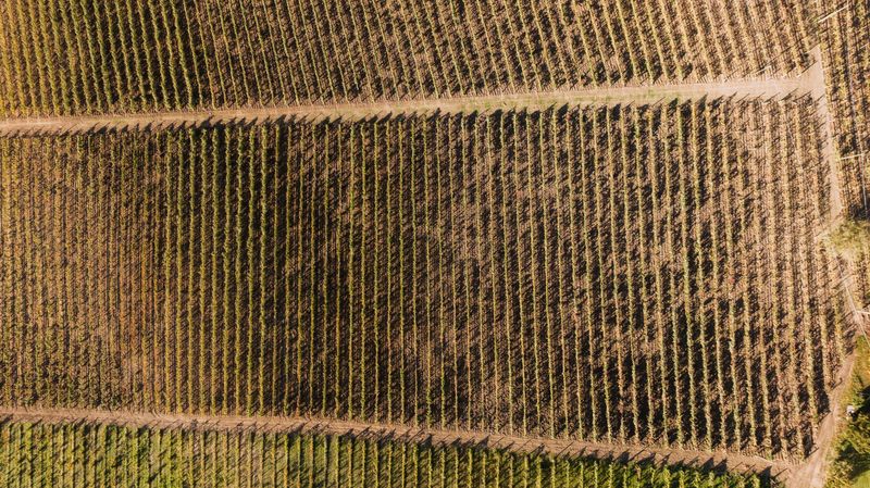 Vineyard rows aerial