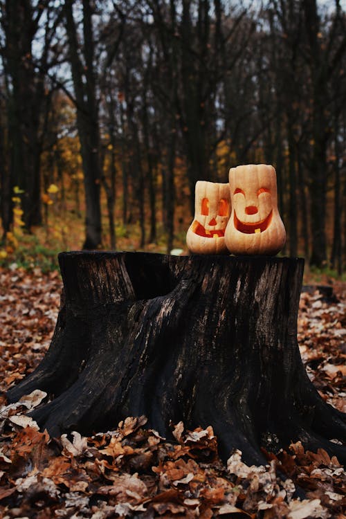 Small Carved Pumpkins on a Tree Stump in a Forest