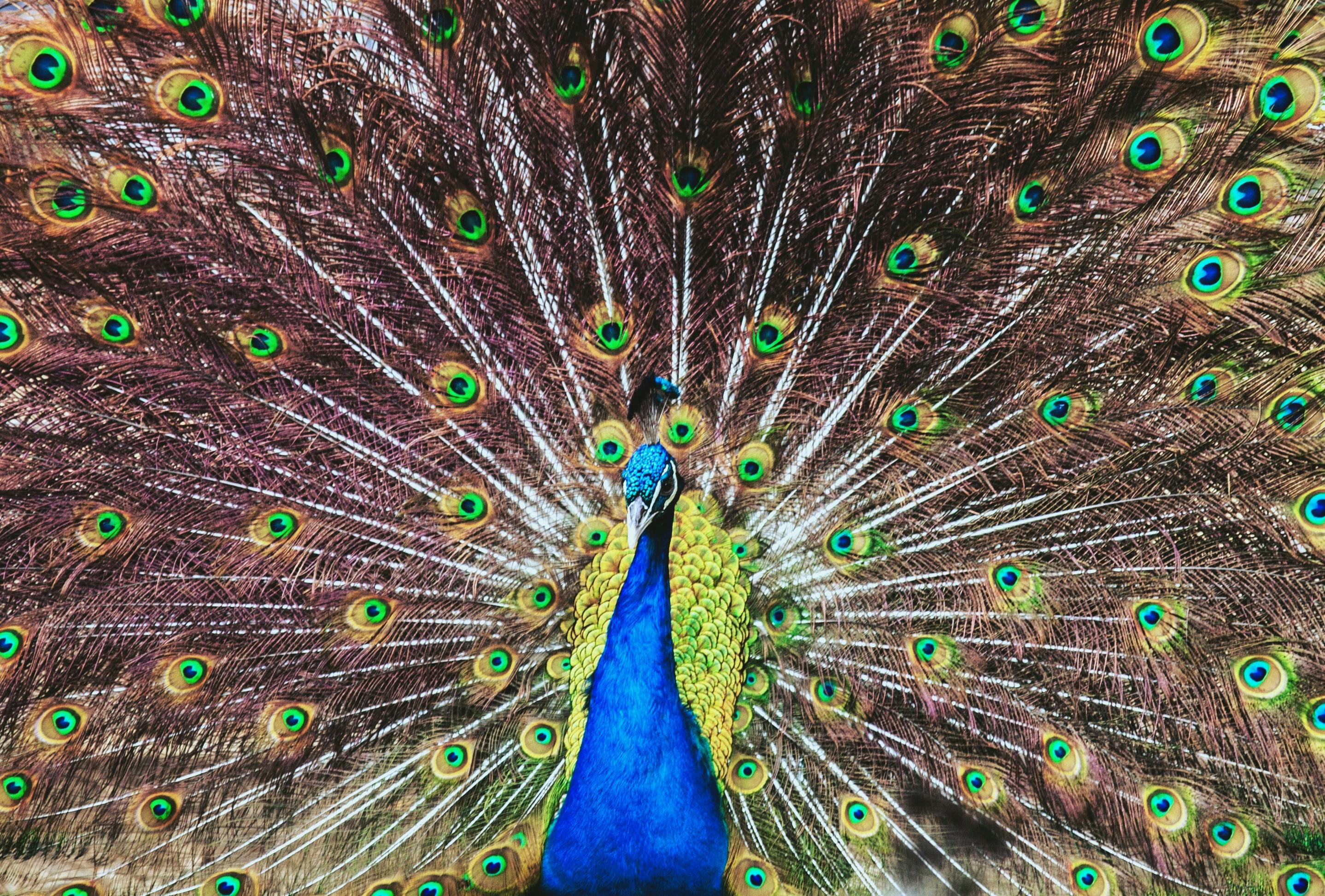 Free stock photo of animal, beautiful, peacock