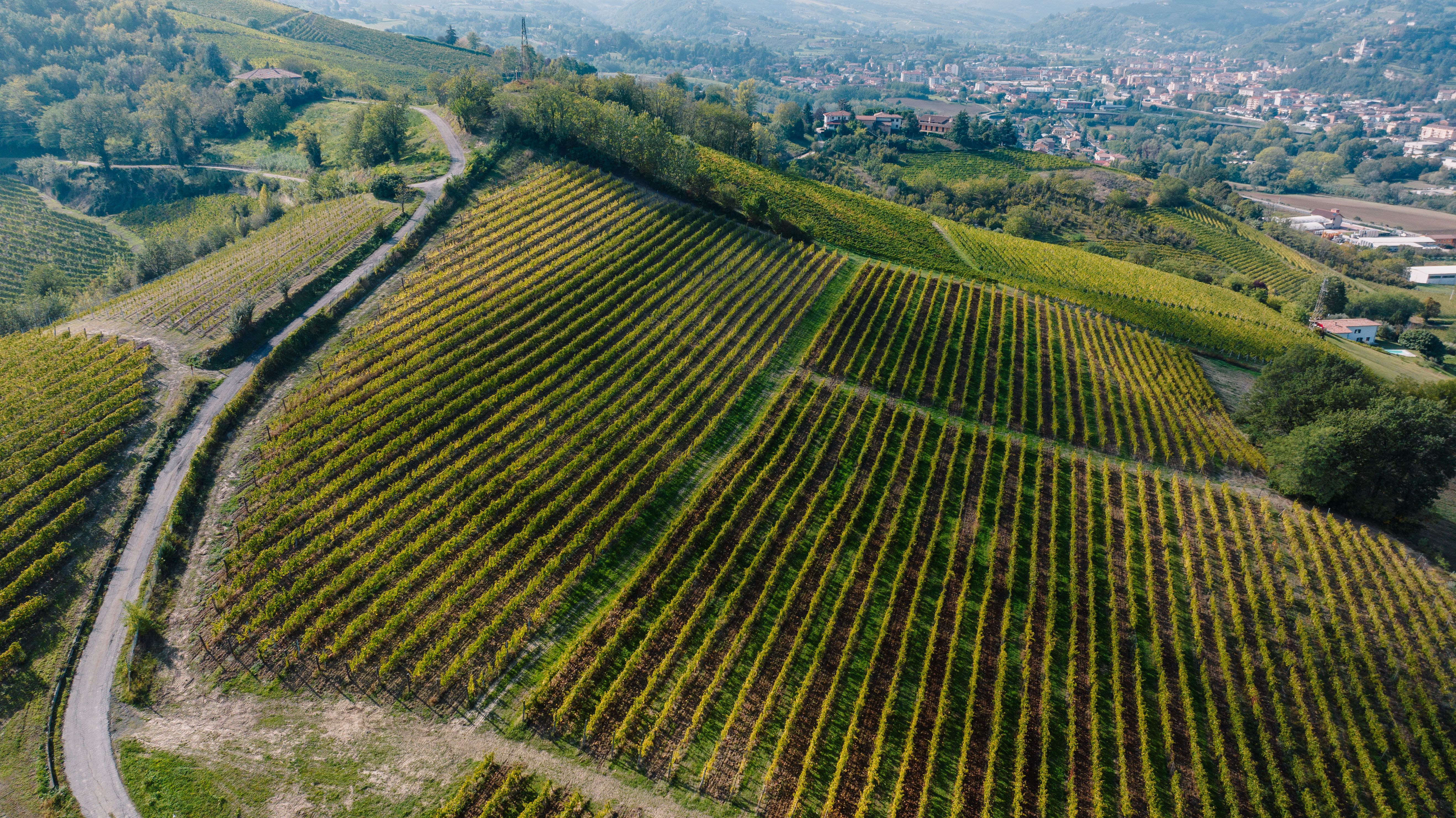 Aerial shot of lush vineyards in Calamandrana, Piemonte, showcasing rural Italian landscapes.