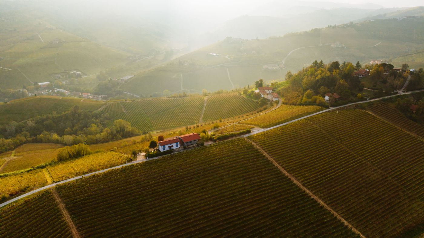 Autumn vineyards on the rolling hills near Alba in Piedmont, Italy, home of the Nebbiolo grape