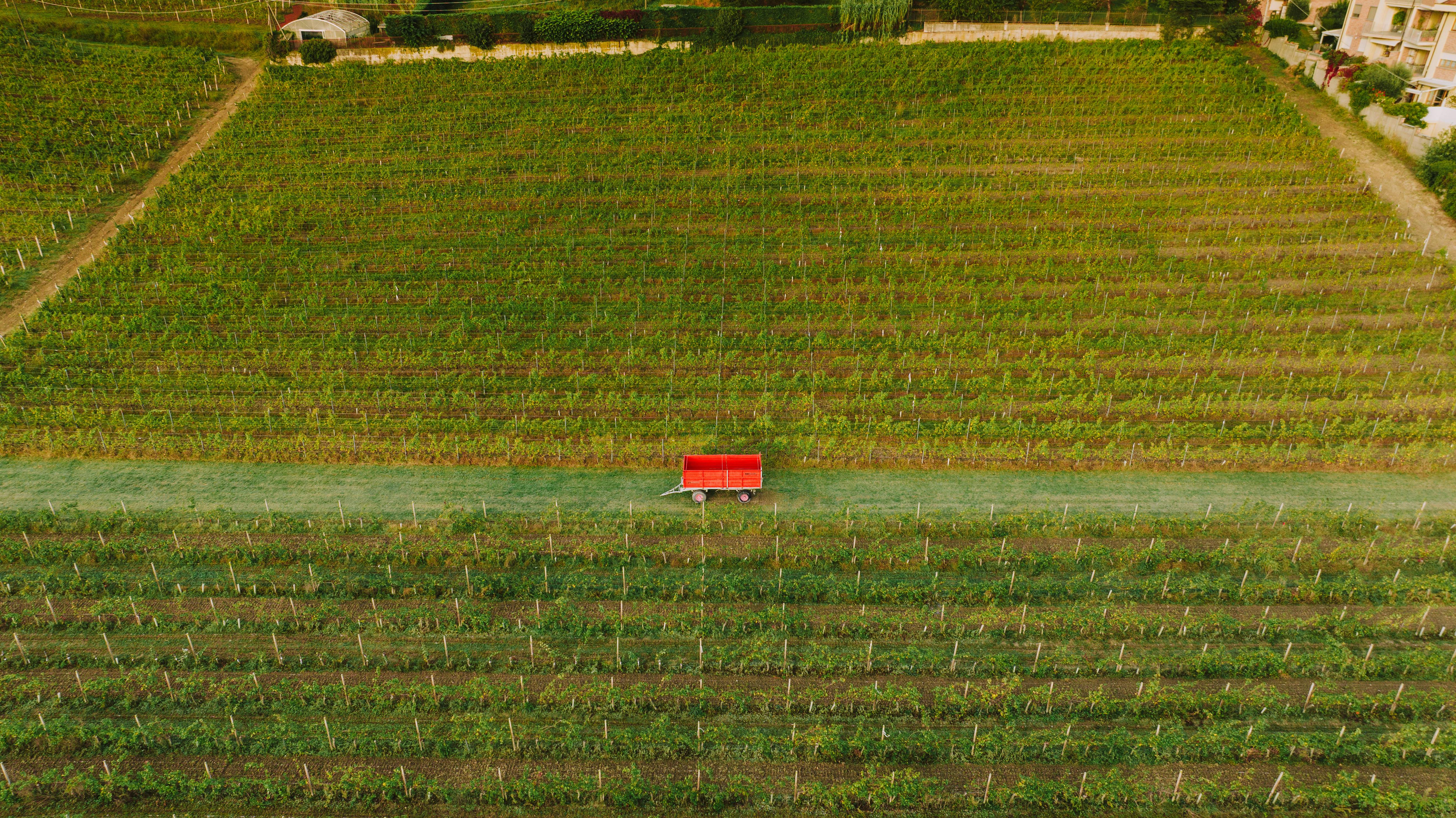 Drone shot of a vineyard with a red trailer in Alba, Piemonte, Italy.