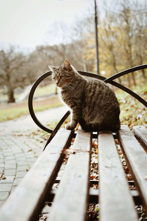 Kostenloses Stock Foto zu graue katze, haustier, holzbank