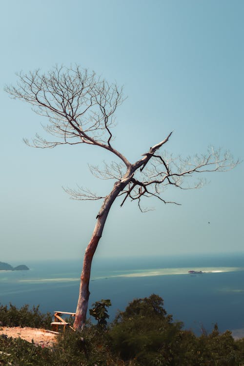 Foto d'estoc gratuïta de arbre sec, branques seques, cel blau