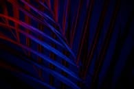 抽象图像中，色彩缤纷的树叶图案在深色灯光下格外引人注目