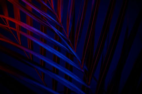Free Abstract image showcasing colorful leaf patterns with dramatic lighting in dark tones. Stock Photo