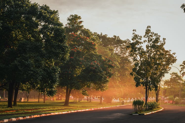 Green Trees Around Road In Town