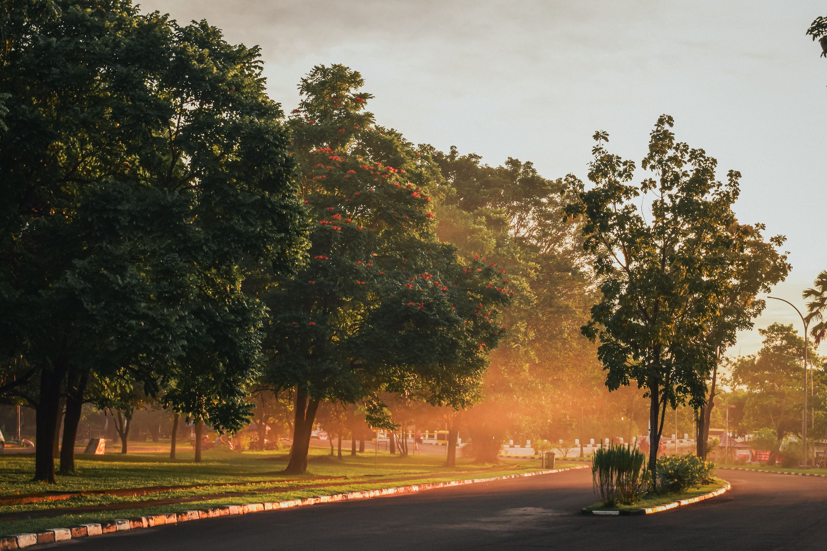 Green Trees around Road in Town · Free Stock Photo