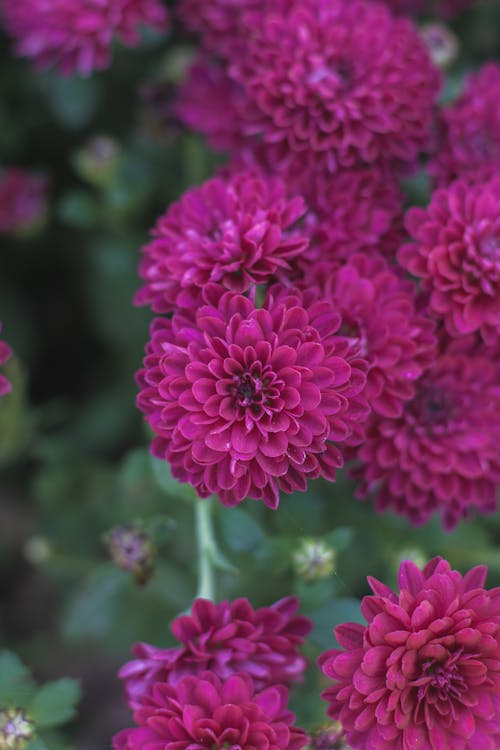 Close-up of Purple Dahlias 