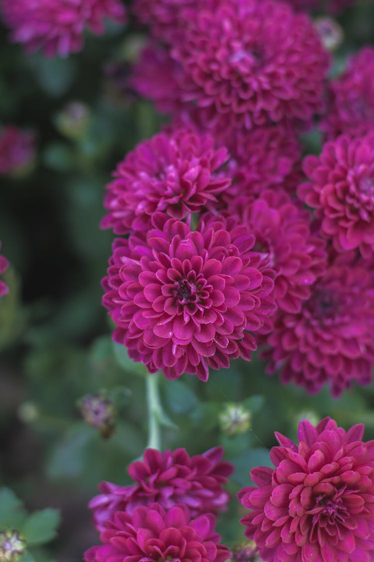 Close-up Of Purple Dahlias 